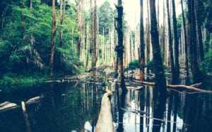 modern adventurers exploring the amazon