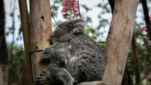 koalas hugging in the tree