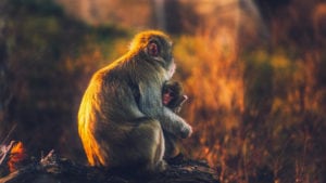 monkeys know the importance of hugging